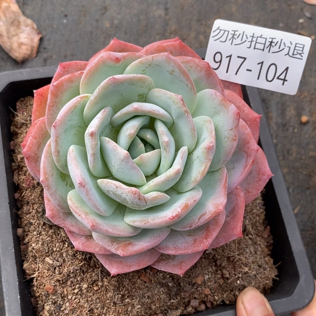 夏悦多肉918-104凤橙2
