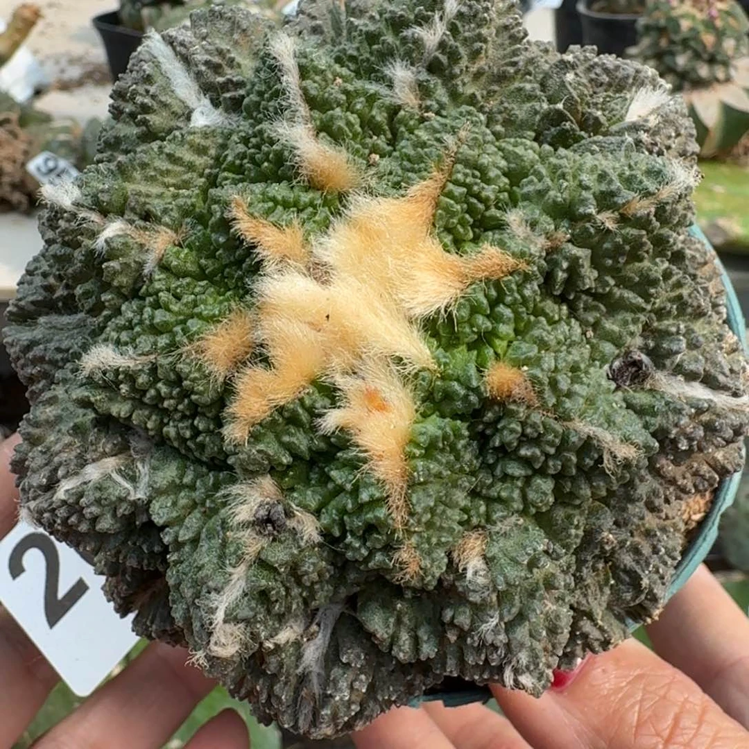 【闪购商品】无花朵十一公分哥斯拉牡丹206