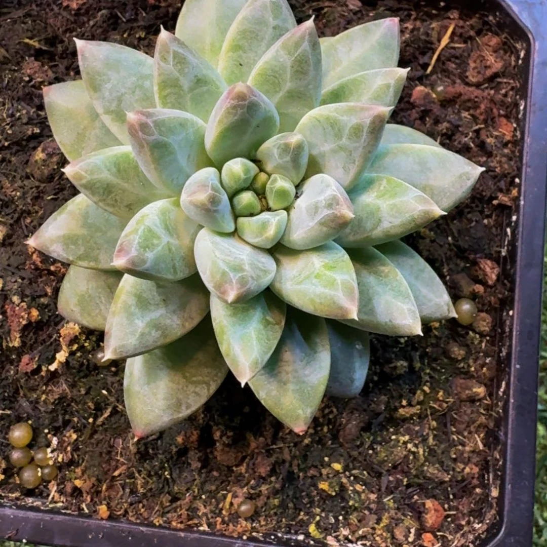 许*橄榄球大单头寄养