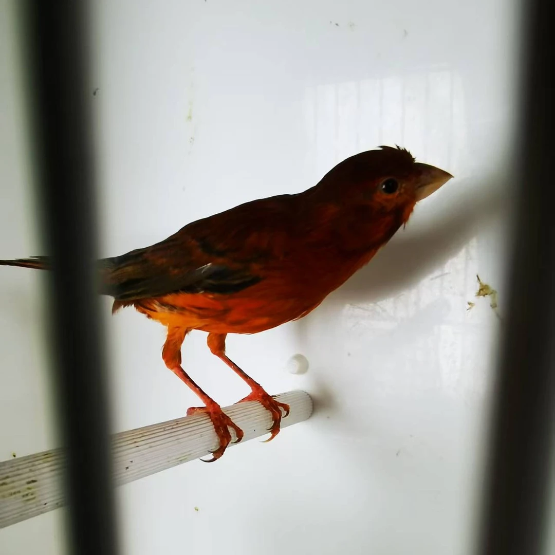 上海红桂皮芙蓉玉鸟一公一母一共2只