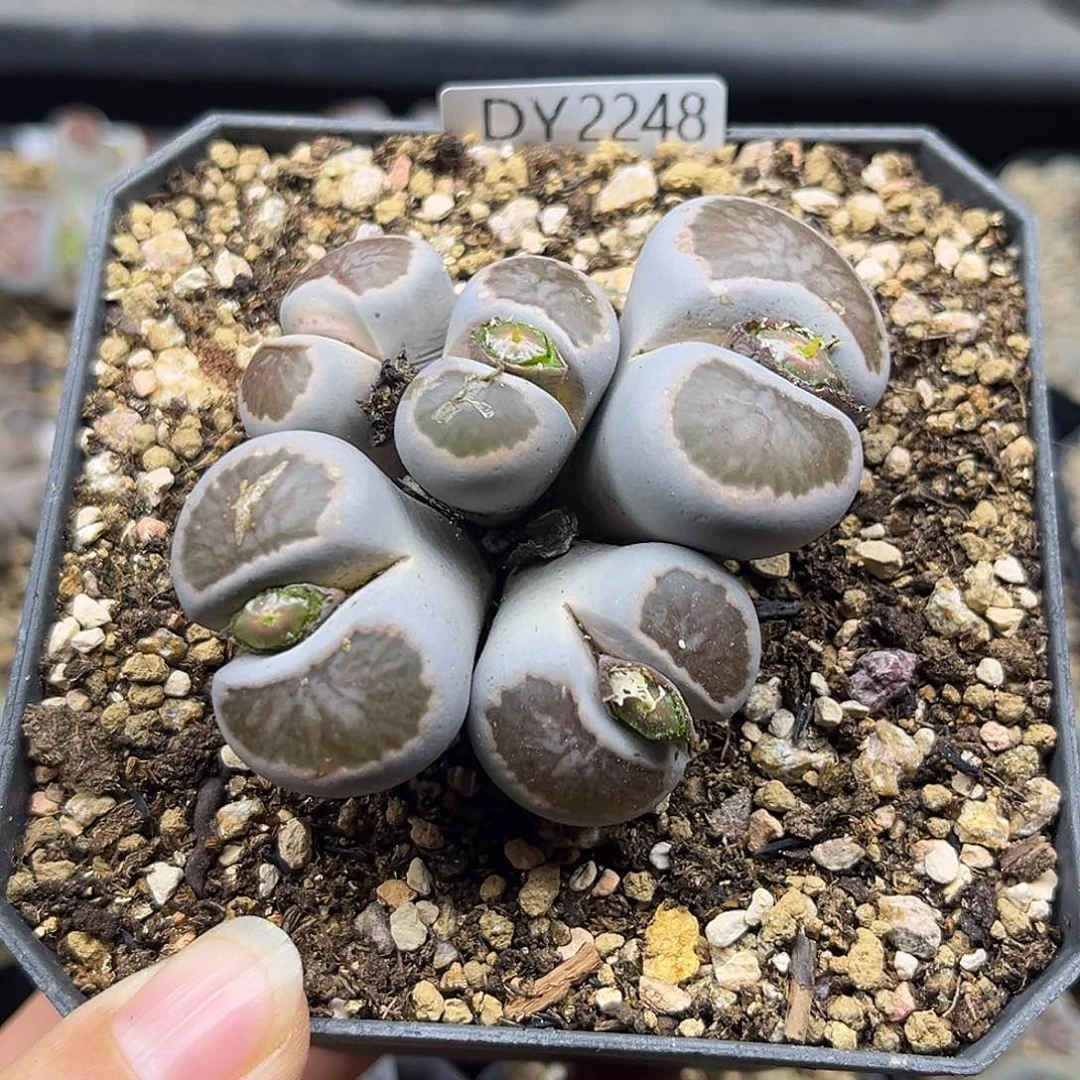 霓***活一物一拍菊母本2248