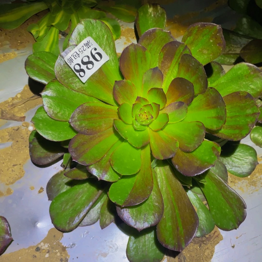 花月夜多肉植物886