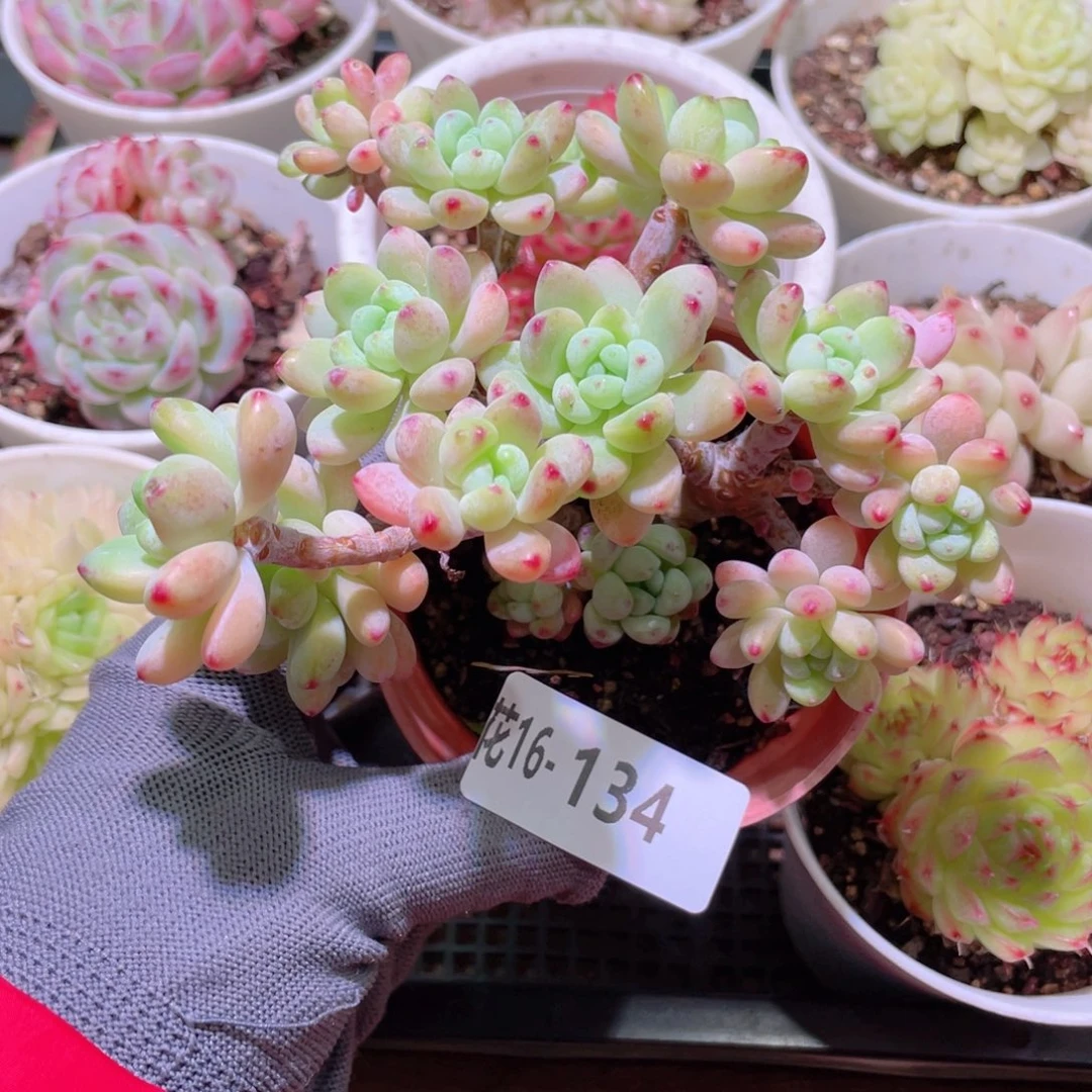 花利美16-134罗琦群