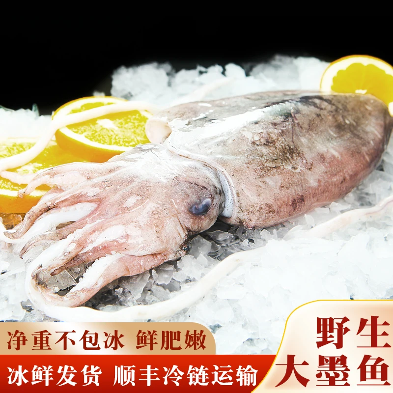 新鲜东海干板墨鱼鲜活冷冻海鲜水产速冻大目鱼海捕大乌贼八爪鱼