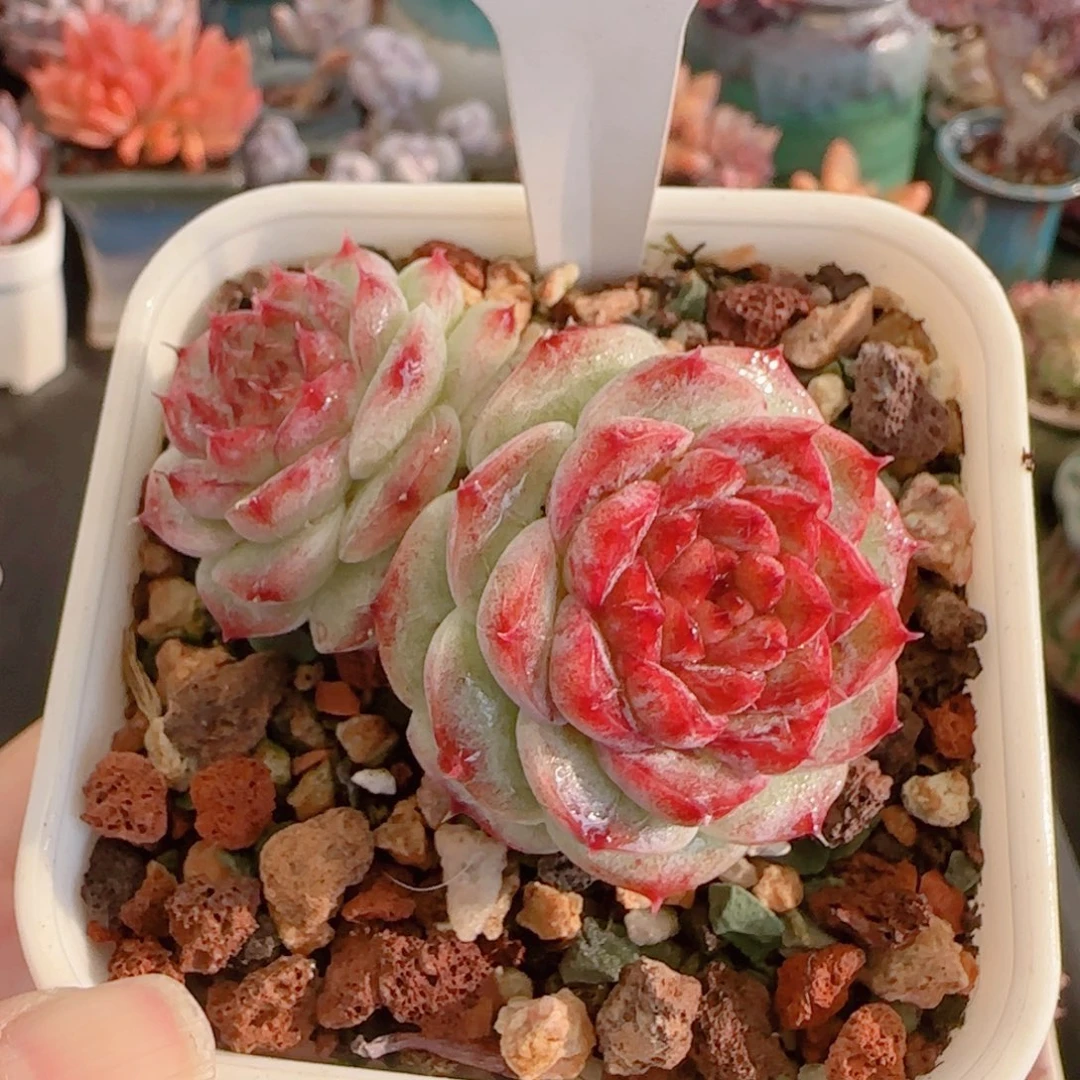 多肉植物3347………………