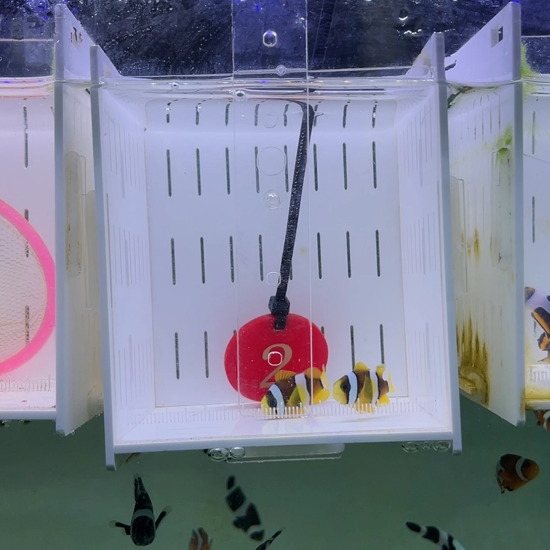 海水鱼人工金双待