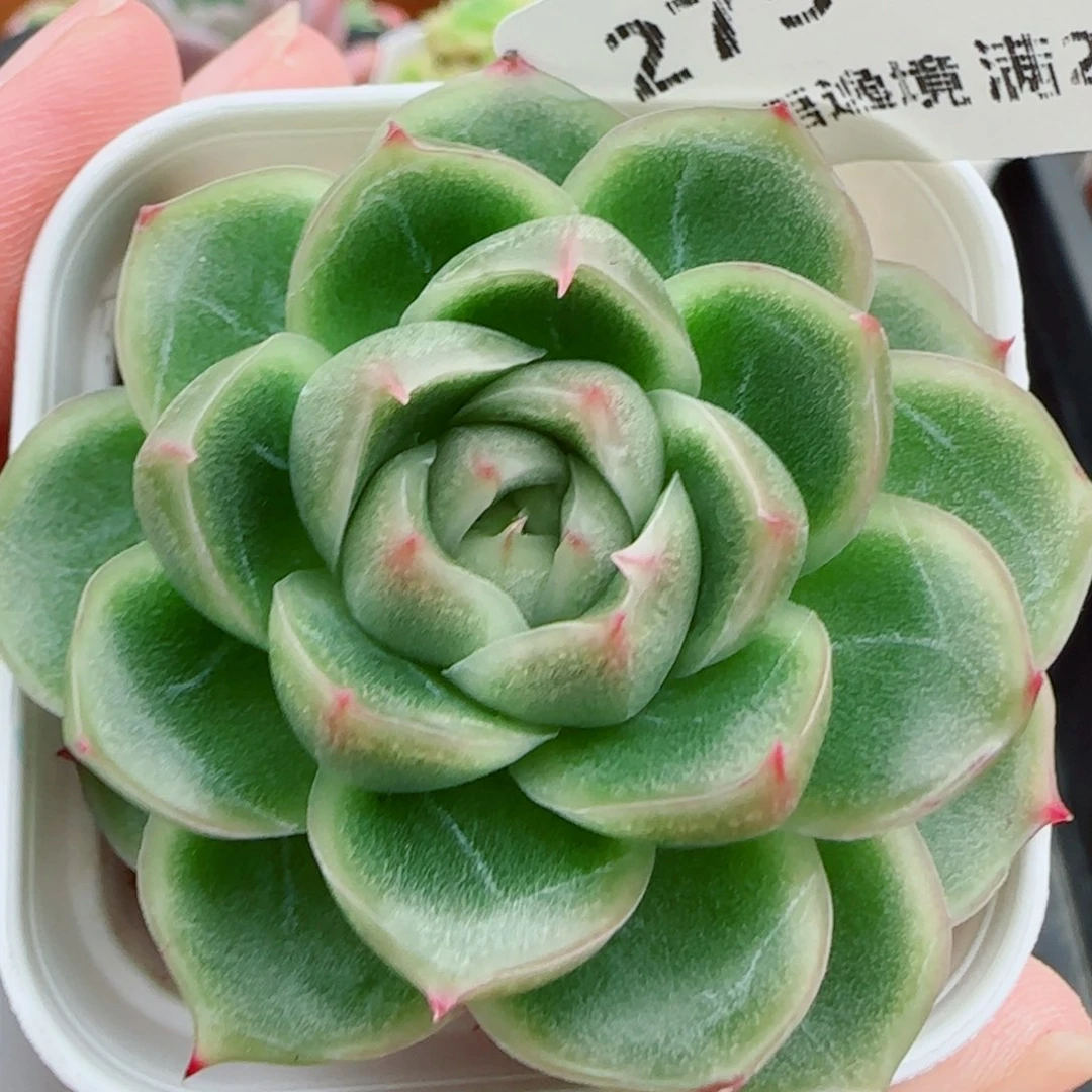 奶***兔花语逸镜1007-275