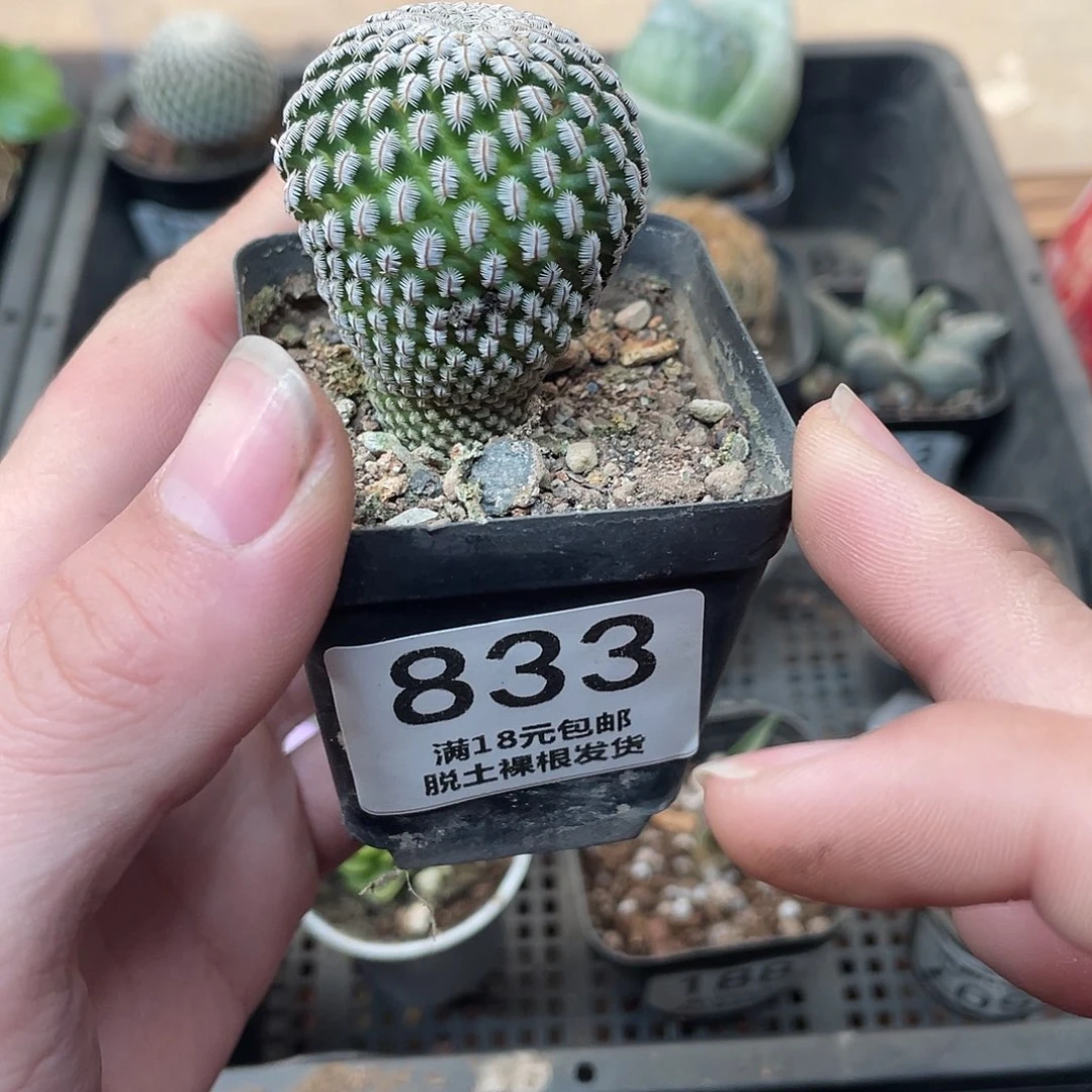 833白蝎子（满18包邮）