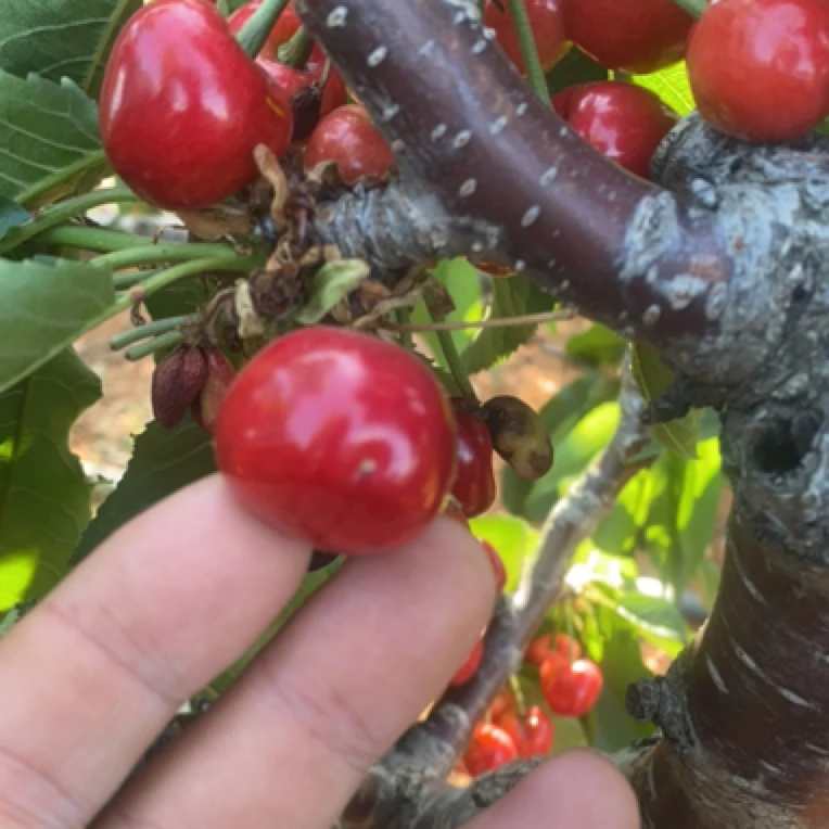 大连露天大脆甜多汁顺丰包邮新鲜应季水果