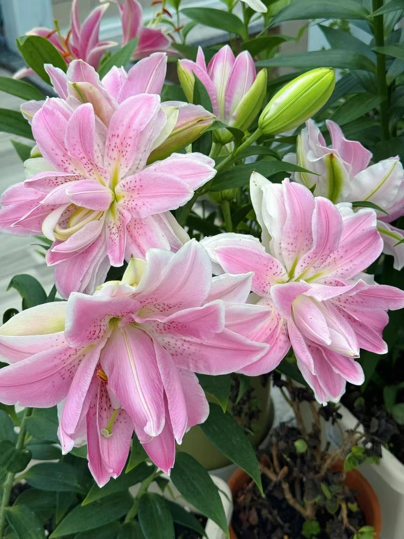 秋百合1颗进口【魔法公主】14/16重瓣百合花球庭院阳台花球