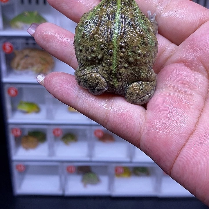 恭喜发财大吉大利