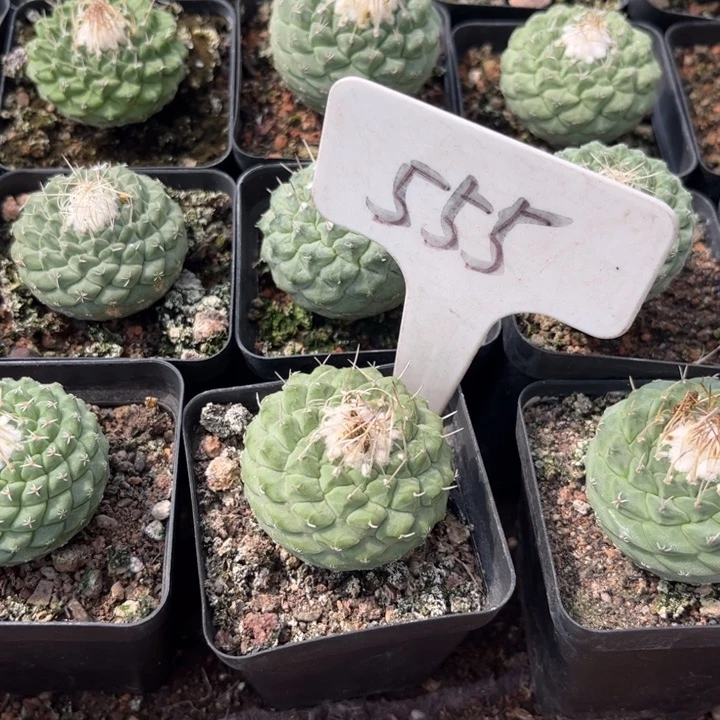 我****555实生皮实好养菊水