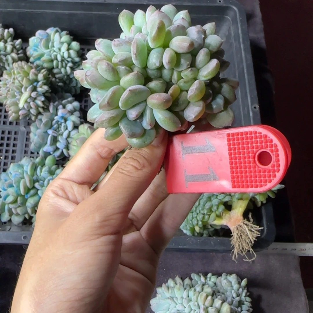 星影缀化一物一拍11