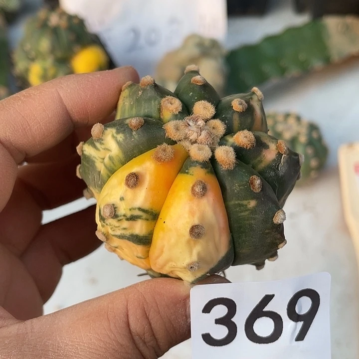 369号仙人球都一个