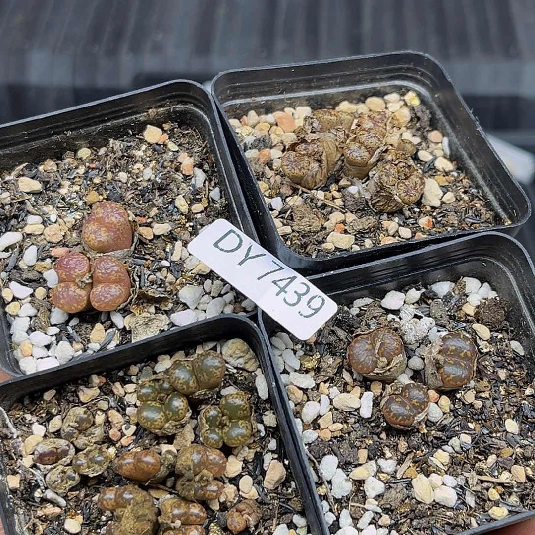 一物一拍一件包邮勋章7439