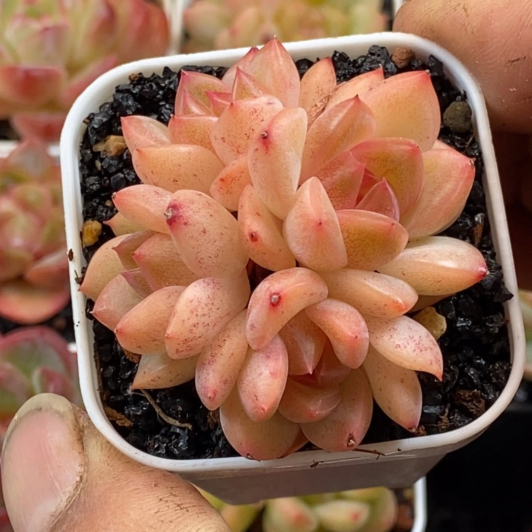 天官赐福百无禁忌