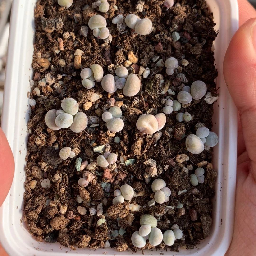 水光针一颗五元打包优惠