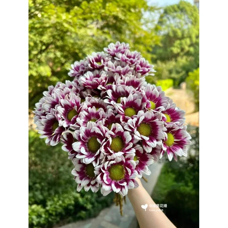 陪伴深色小雏菊（全店任意两单升级顺丰包邮）东北鲜花现采现发