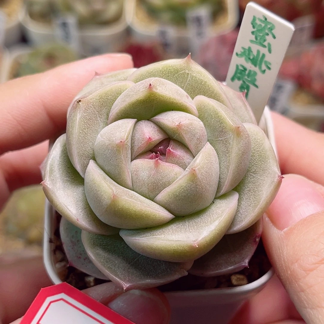 M286一物一拍 蜜桃臀