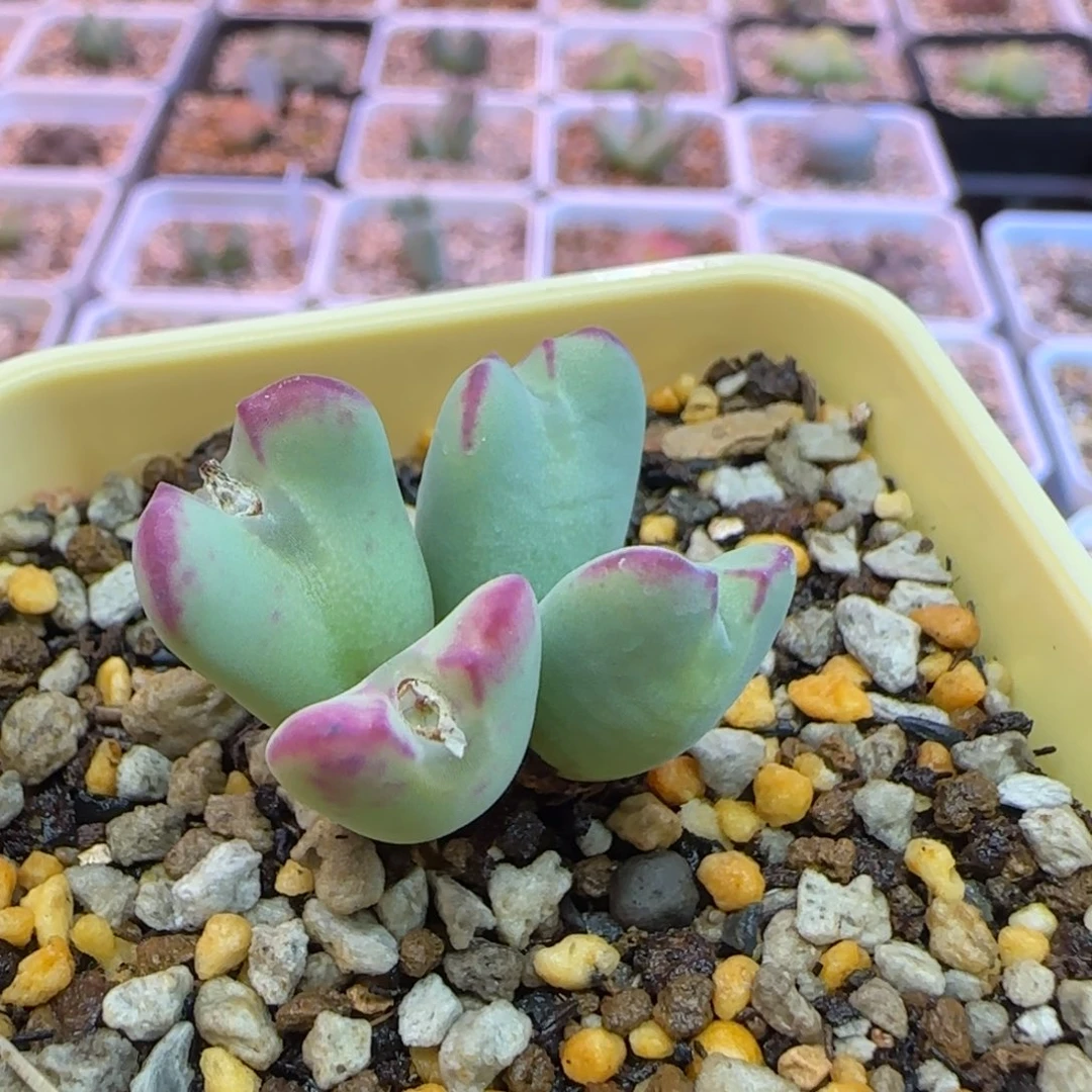 红边晕染毛少将多肉植物