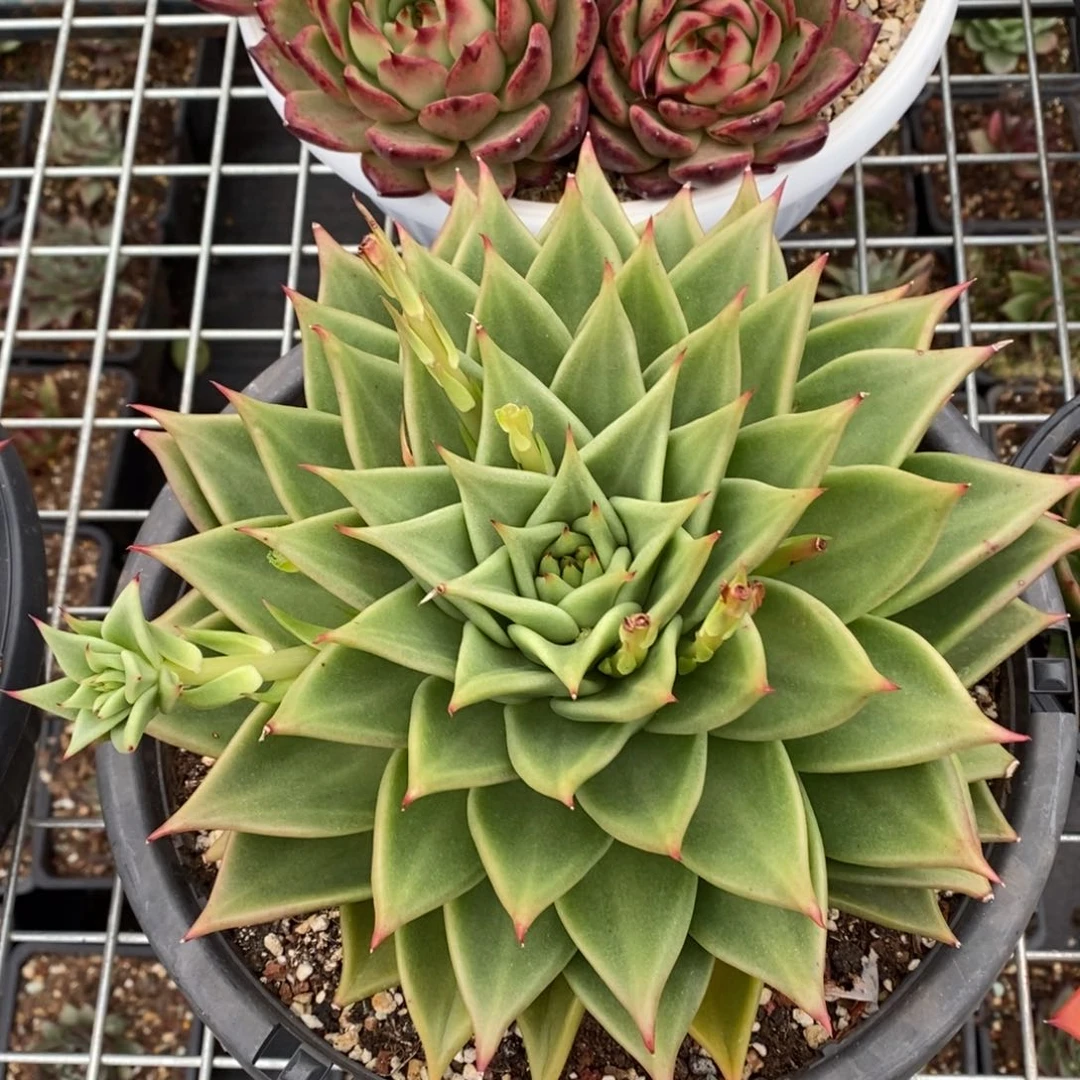 乔*板多肉植物多肉植物0714