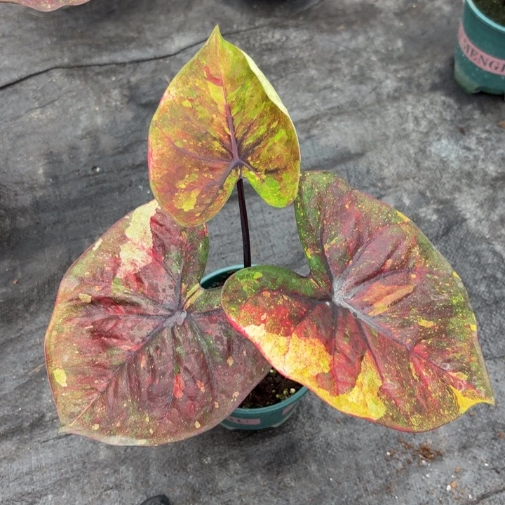 完全开放泰国彩叶芋