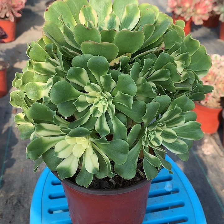 139辛尼亚多肉植物