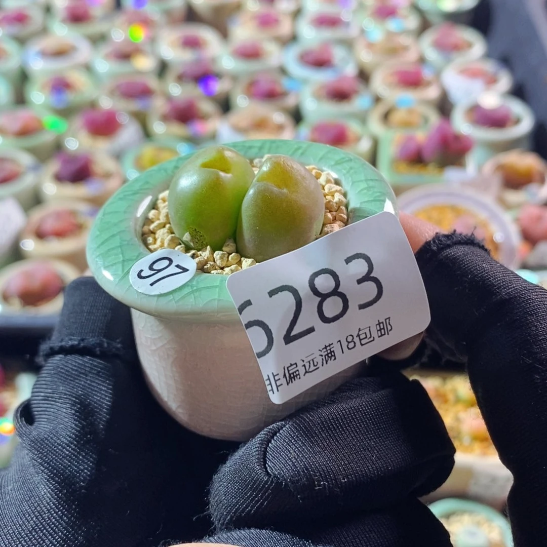 6283--一物一拍 带盆