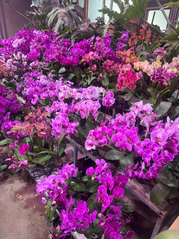 随机混出蝴蝶兰，单颗带瑕疵