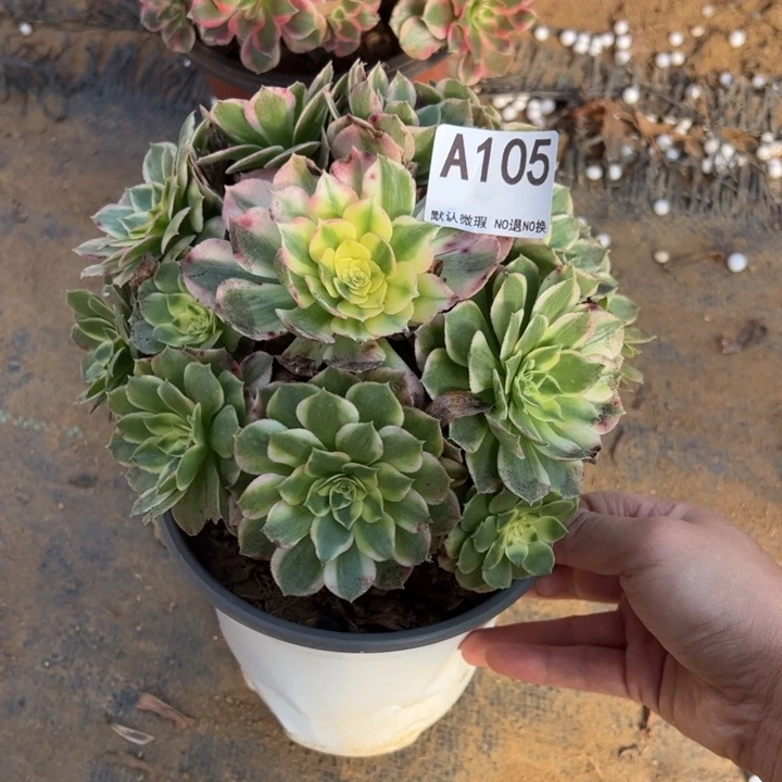 海王多肉植物105.