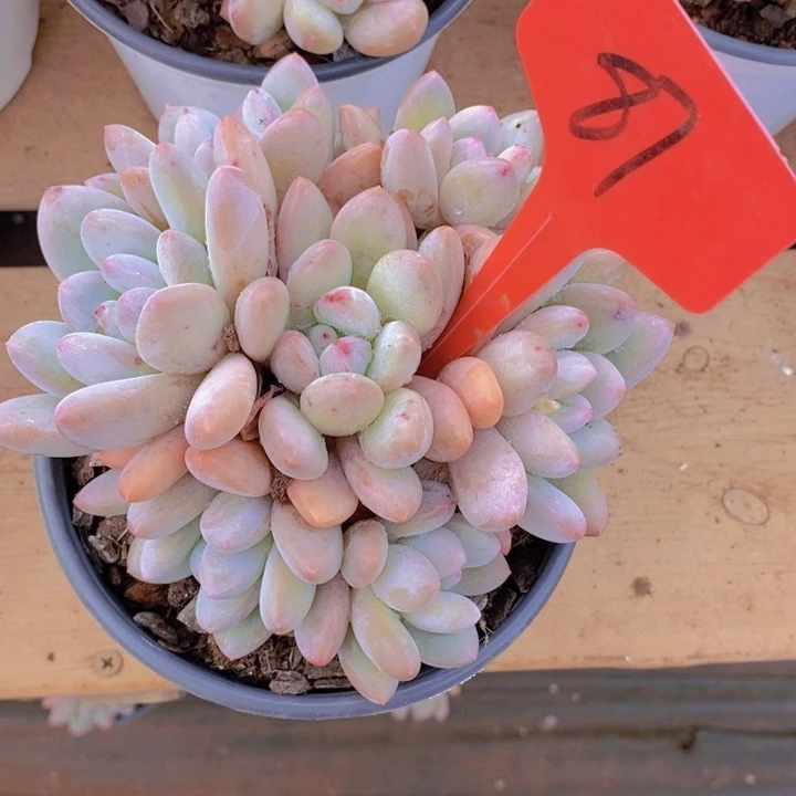 这么久不回来也没什么