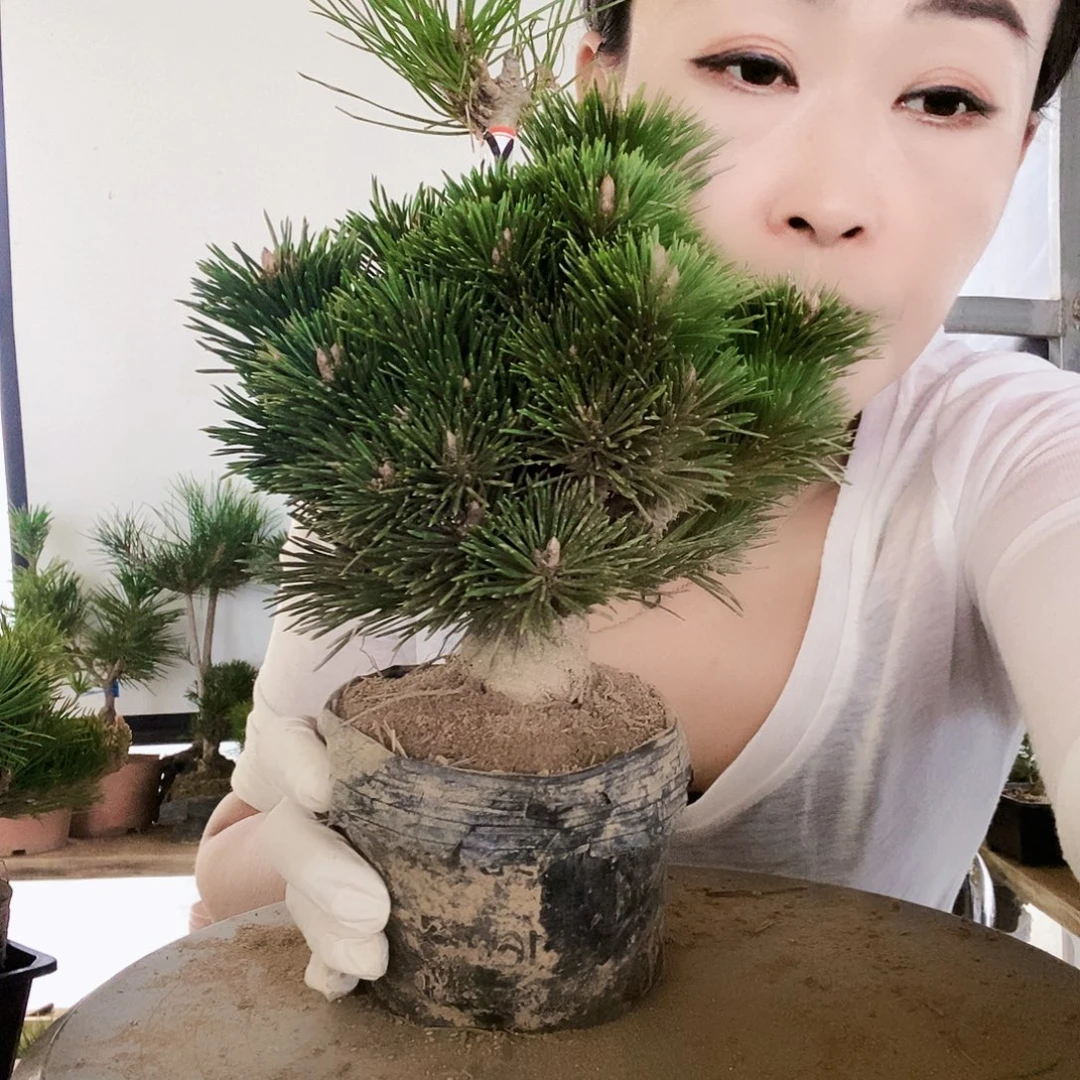 无花朵植物形态多年生草本