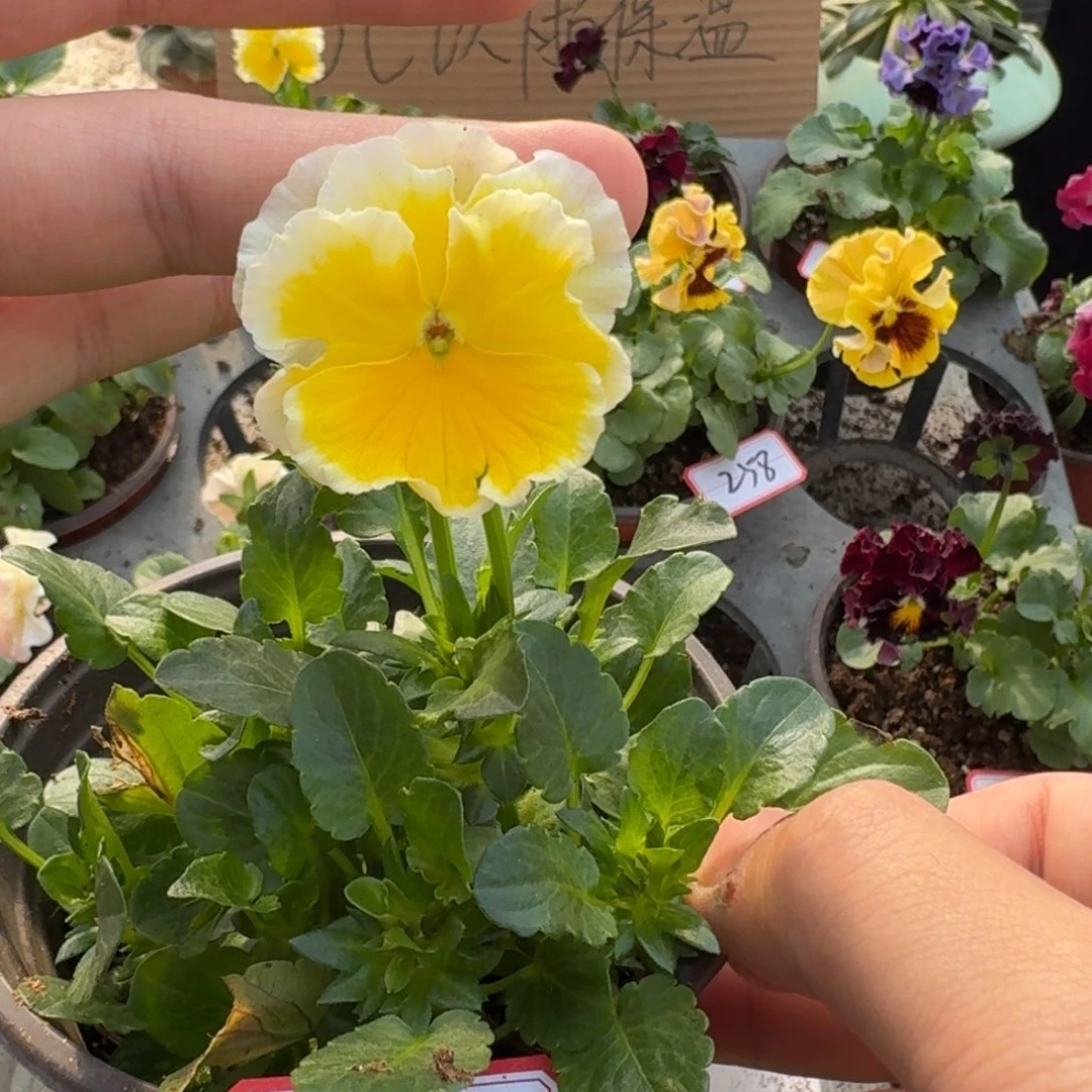 大部分花苞少量开放219