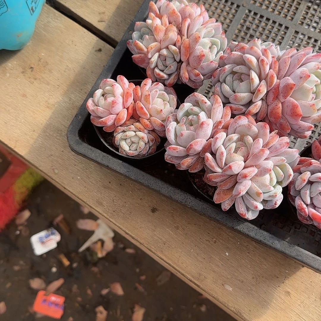 間***单5个雪天使一物一拍