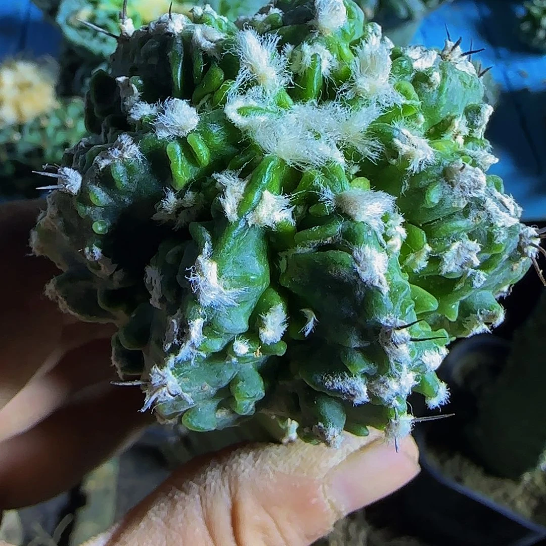 核桃867仙人球开花