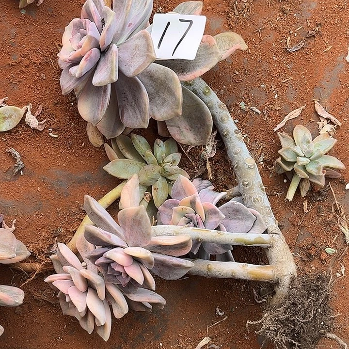 脚***走紫乐景17号多肉植物精品