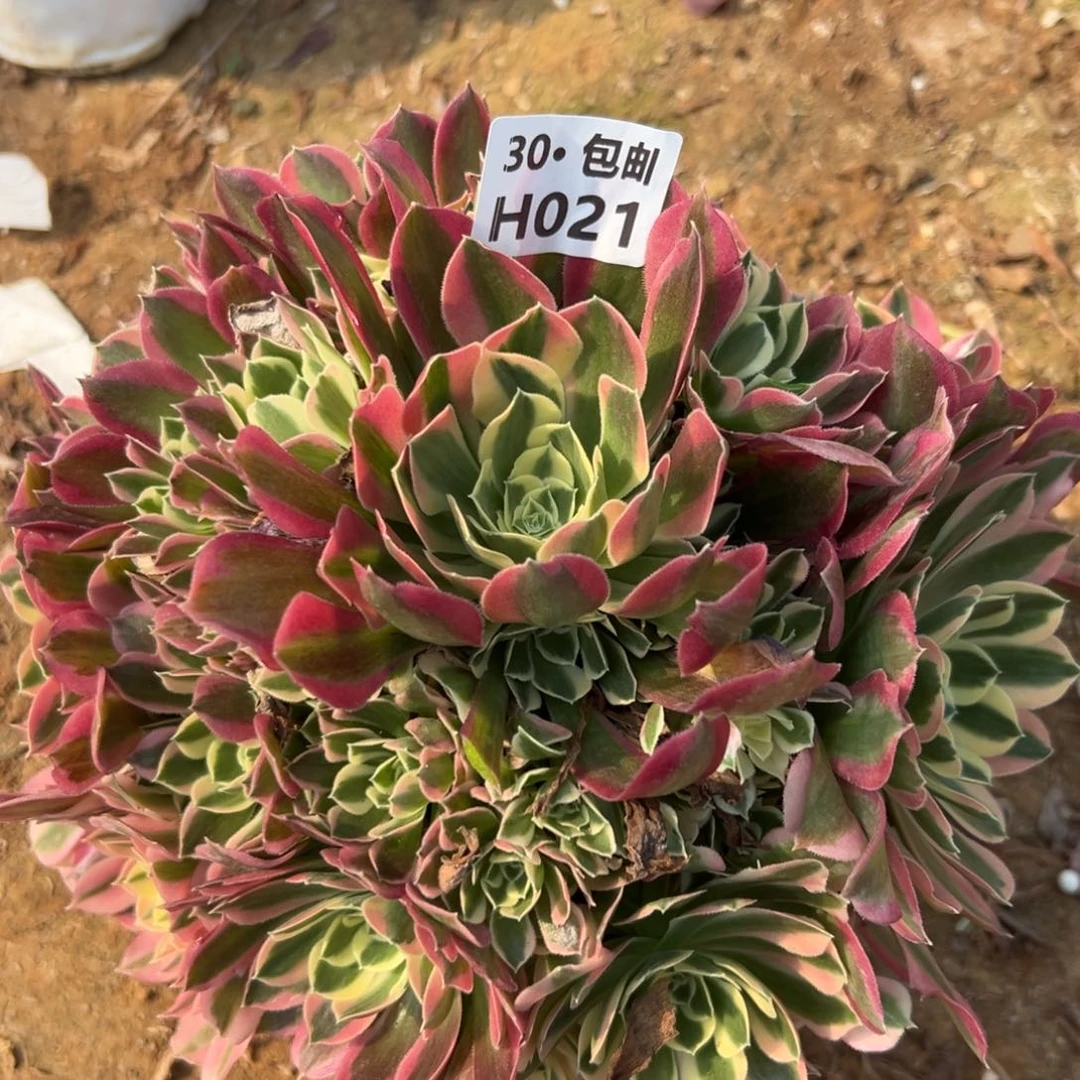 021 多肉法师白凤