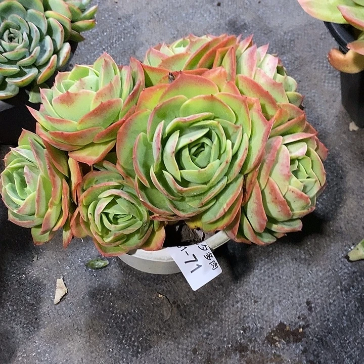 用***3小七夕多肉桃花坞71