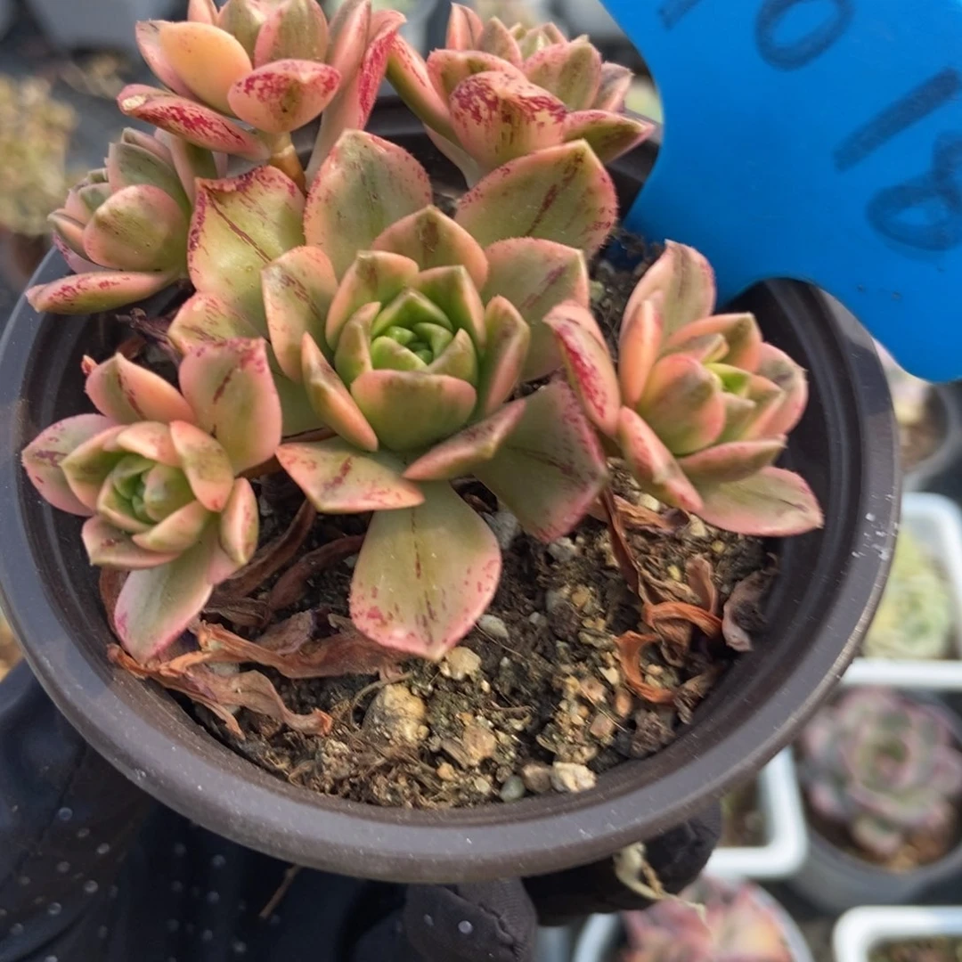 1018甜茶锦多肉植物保护