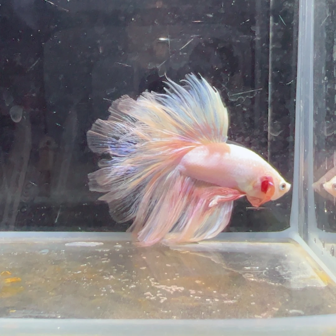 斗鱼浅色特殊尾hhhh