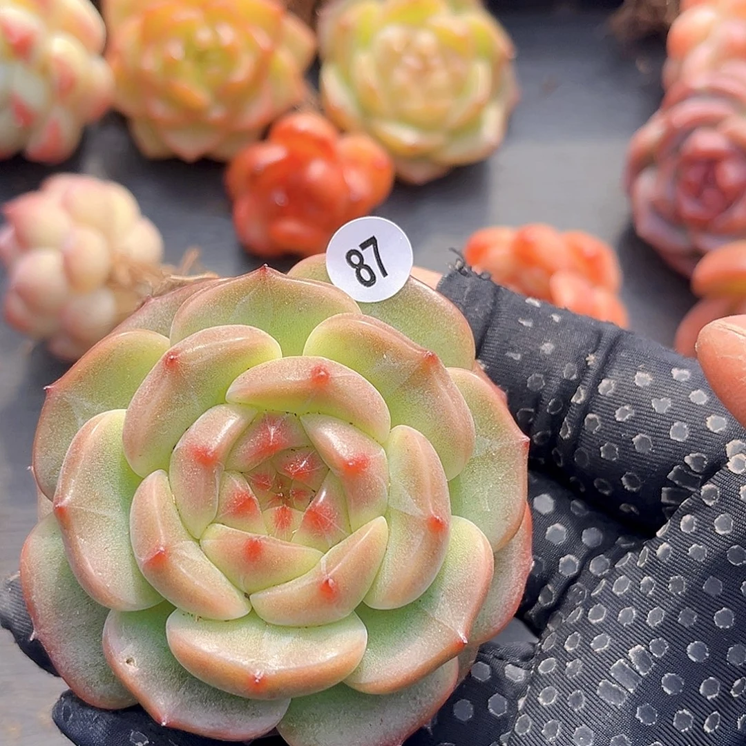 87一物一拍   达菲