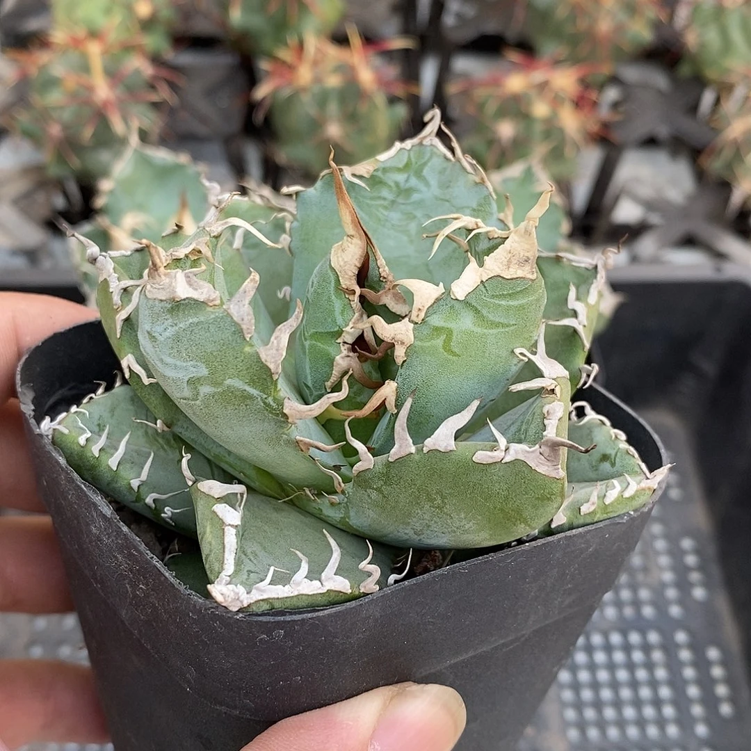 魔丸仁王冠冠幅8公分