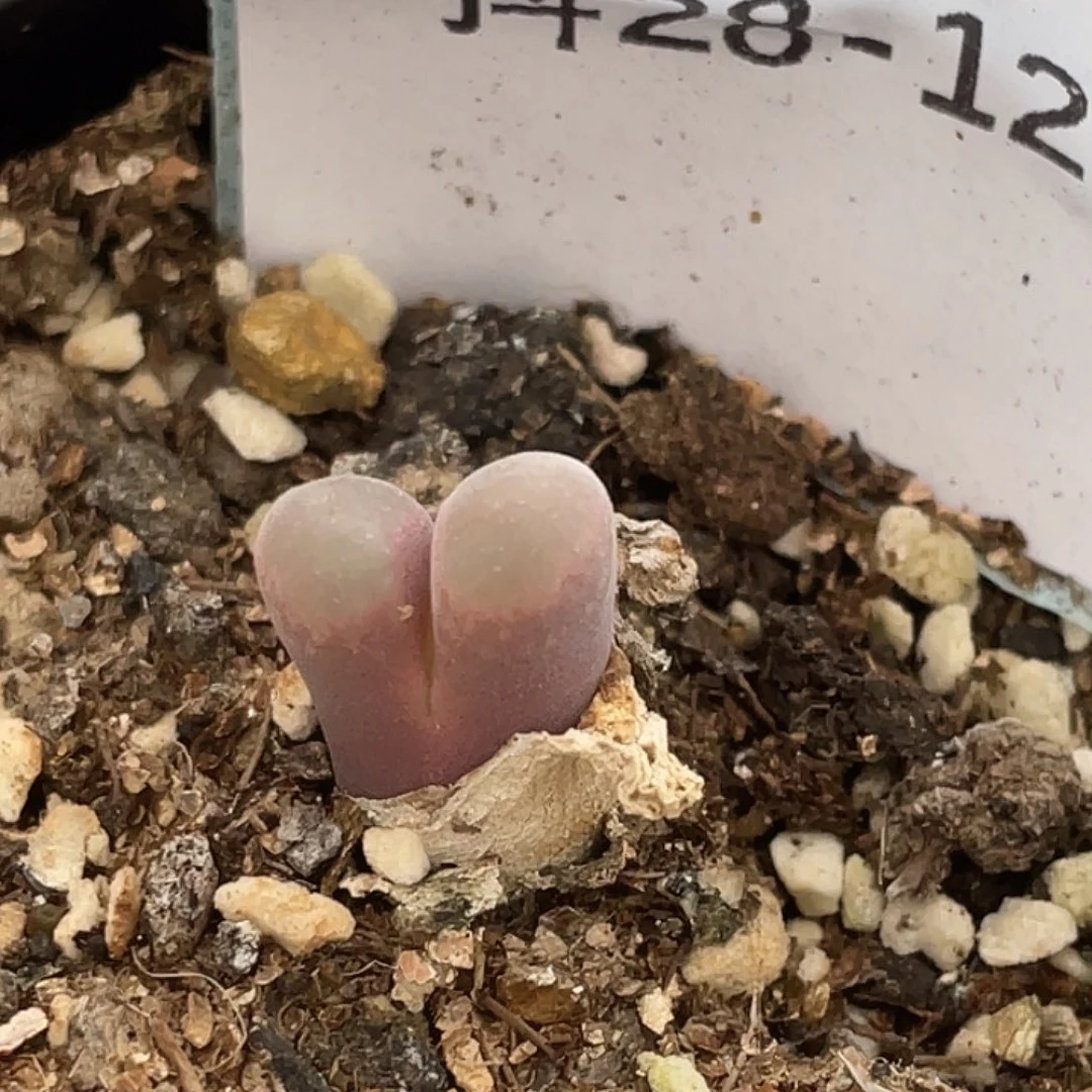 湖***控28-120肉锥多肉植物