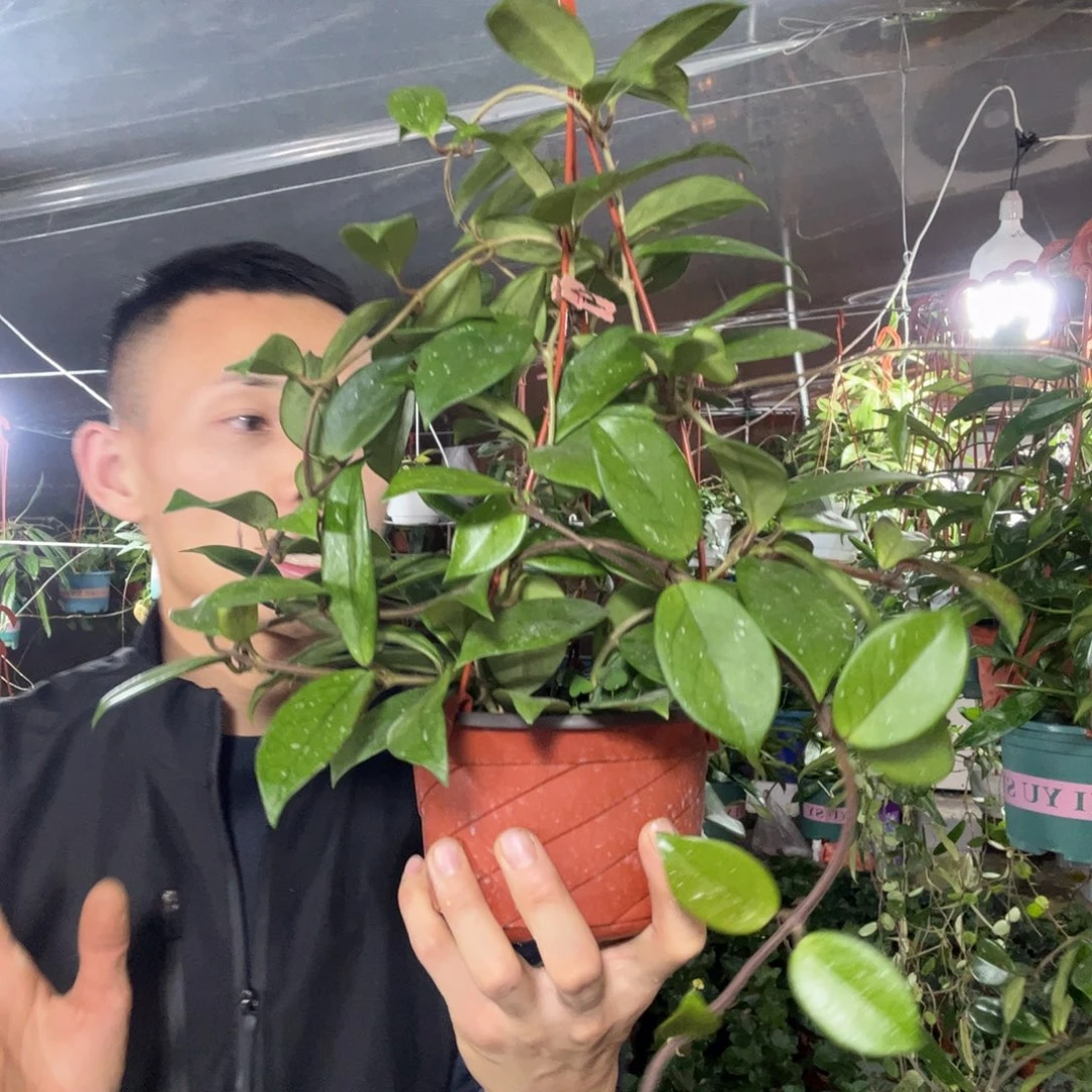 烟***1无花朵绿叶红球兰