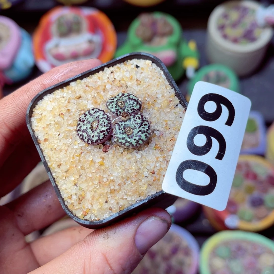 099生石花带盆发