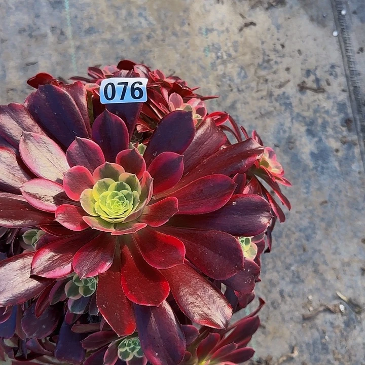 霜*076金丝雀多肉法师