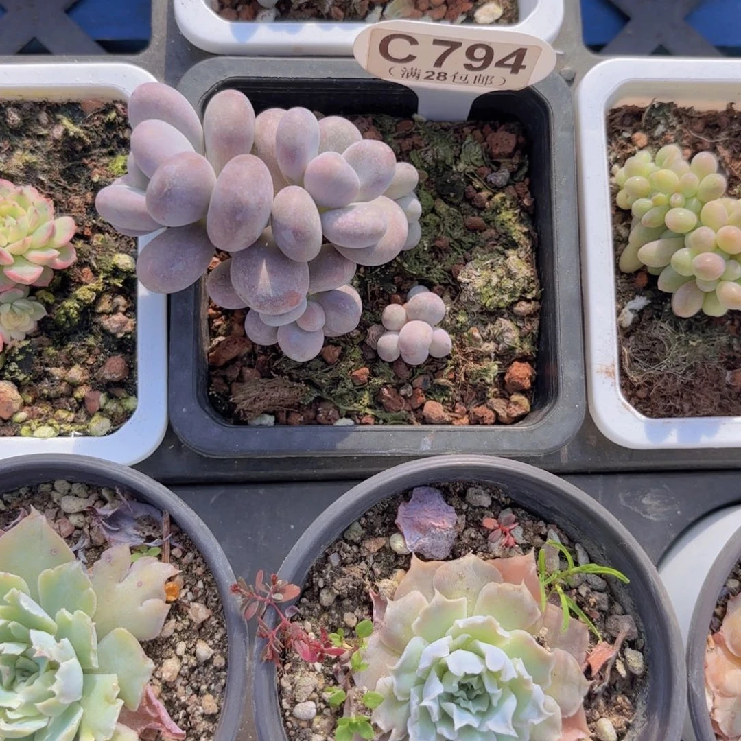 C794大叶奶一物一一拍