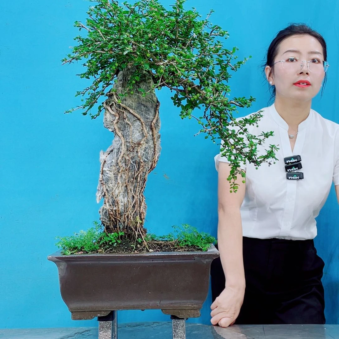 无花朵岭南文化艺术学院