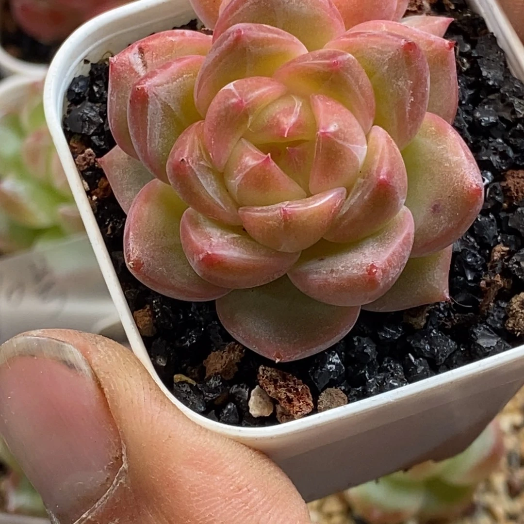 天官赐福百无禁忌