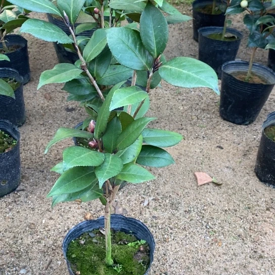 当前无花栽培后可以开花